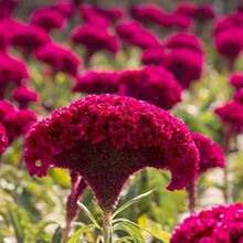 �u�ڻ��N���Ƞ��Pβ�^�p���������̨ͥ����Ժ�������ļ����N