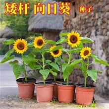 տN^pʳ̫ꖻ̨҃ͥԺļܷN