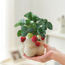 ��ݮ�����҃Ȏ��������Gֲ�ļ����B�͏d�k��������ֲ�ﻨ������ȩ