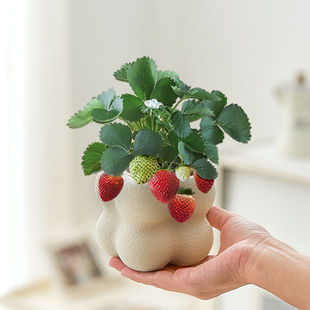 ��ݮ�����҃Ȏ��������Gֲ�ļ����B�͏d�k��������ֲ�ﻨ������ȩ