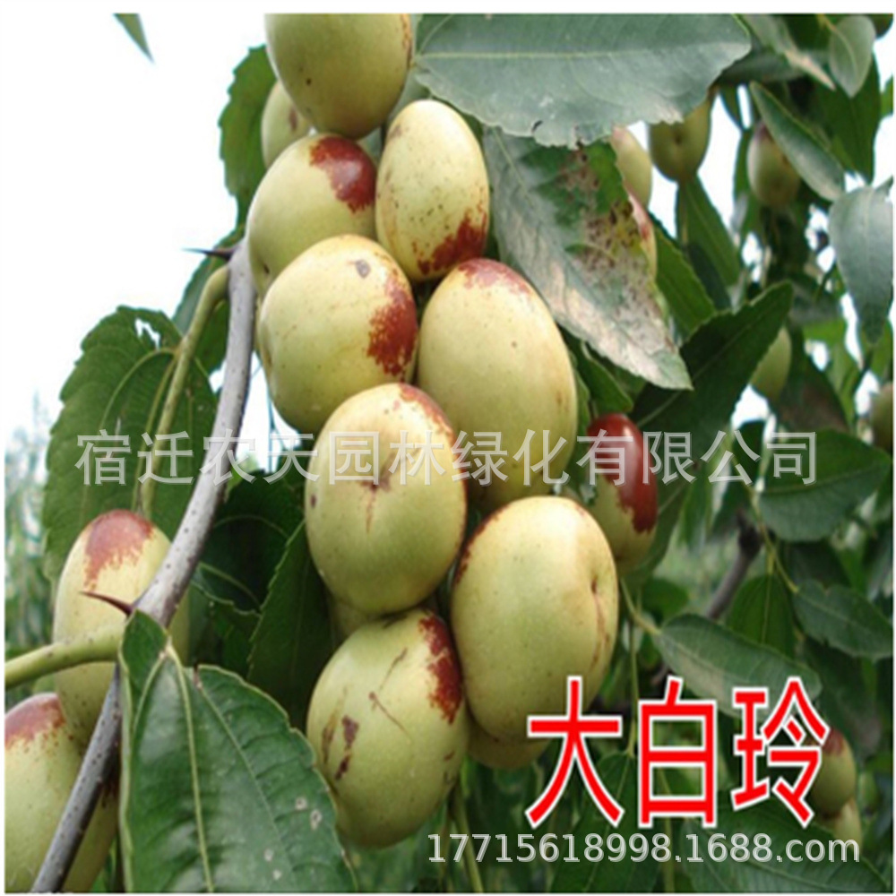 山东枣苗树苗早脆王特大当年结果嫁接苗冬枣地栽枣树活苗果树苗