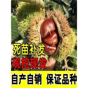 ���N�����F����������޽Ӱ������������ͥԺ�Ϸ������������