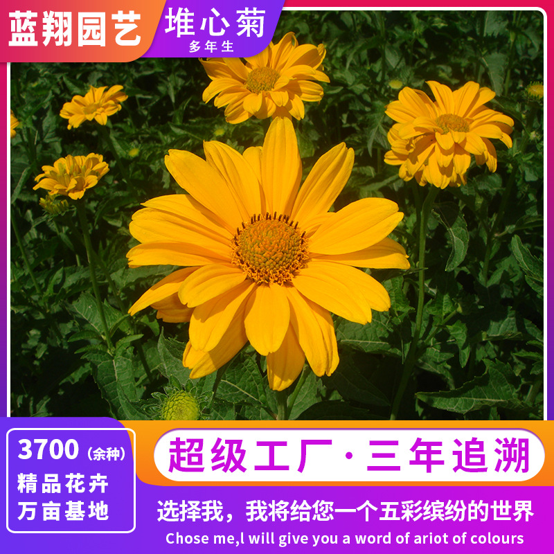热卖疯抢多年生堆心菊种子自播能力强爆花易养护园林造景花卉