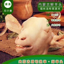 清真内蒙古散养生羊头整只新鲜冷冻整个羔羊头肉4斤羊杂sheep hea