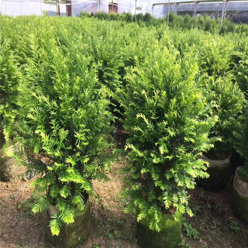 Оптовая продажа саженцев южного толстолистника, комнатных и уличных зеленых растений в горшках для дома и двора.