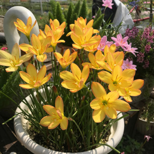 Wind and Rain Orchid Bulbs Bloom in All Seasons, Double-Petaled Leek Orchid Seedlings, Indoor and Outdoor Courtyard Flower Beds, Cold-Resistant Potted Plants