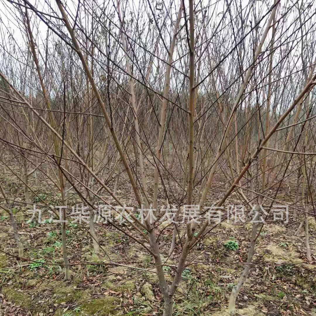 Пурпурный персик 4cm Пурпурный персик 5cm Красный персик 6cm Где купить оптом Красный персик