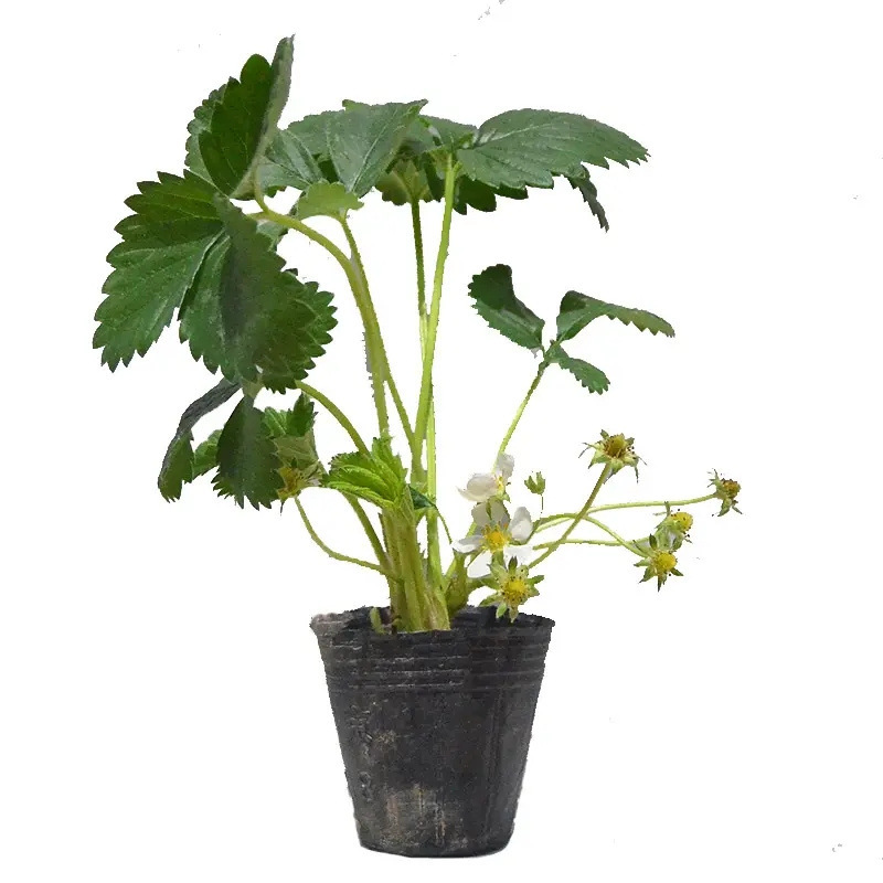 奶油草莓苗盆栽带果种籽子红颜四季结果阳台种植新苗苗秧植物水果