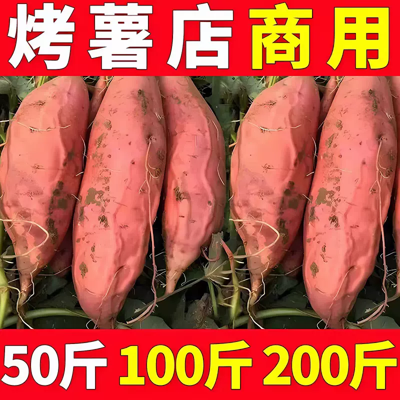 【烤薯店专供】正宗烟薯25号蜜薯糖心新鲜红薯红心地瓜沙地山芋