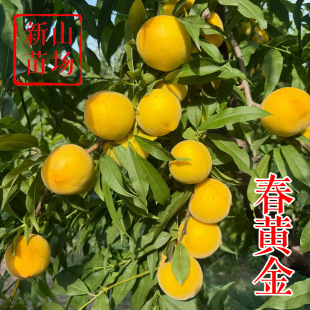 ������ 4 ̖�ҡ������S��ë�ҟo���״�����ͨ�w���S�޽��Ҙ���