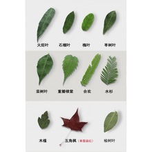 植物标本干树叶手工装饰材料合集干叶子干花材料包真树叶