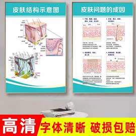 墙面挂饰推拿养生图片结构图解剖图海报挂图分层皮肤科挂画宣传画