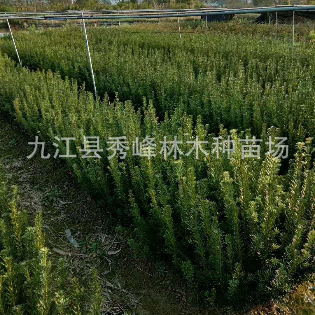 [Полная укладка] Podocarpus 1cm Podocarpus Podocarpus 2см Рассада Podocarpus 4cm Podocarpus