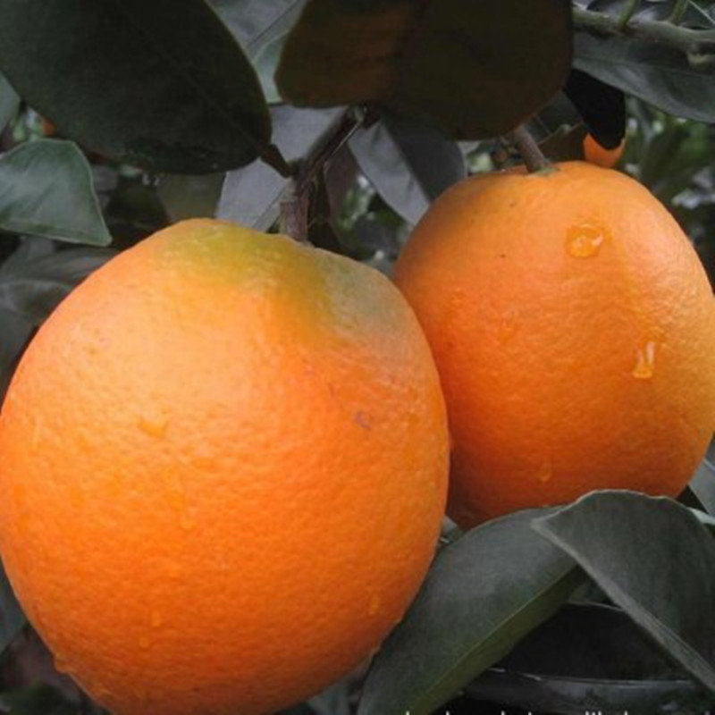 江西橙子赣南脐橙新鲜水果香橙夏橙薄皮甜橙果径100以上大果橙