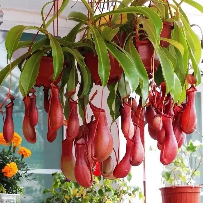 Pitcher Plant, Fly Trap, Venus Flytrap, Mosquito Repellent, Living Room Balcony Indoor Fun Large Potted Green Plant, Easy to Maintain