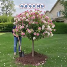 ���Ę����������z����������������Ի����L����ͥԺֲ����͘���