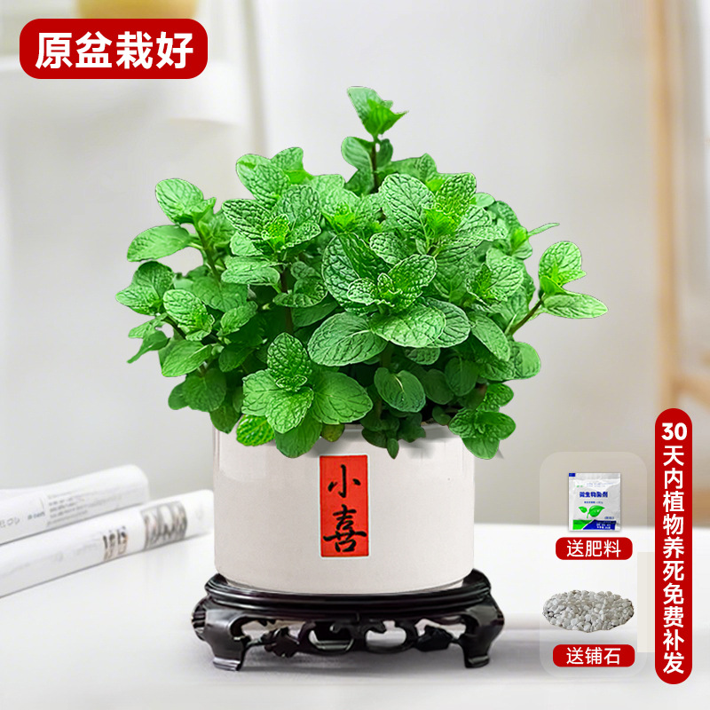 主圖款食品級大盆薄荷【小喜盆】