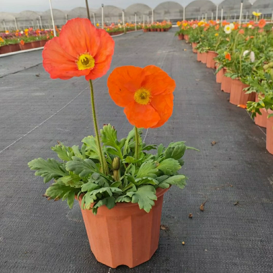 2202 база оптовая поставка исландский кукурузник в горшках смешанный цвет с несколькими цветными садовыми патио