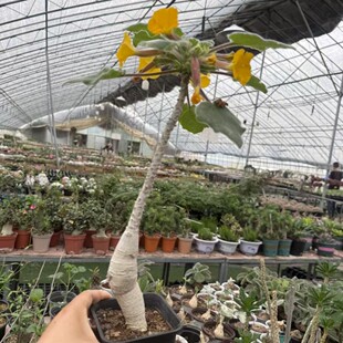 �K��  �������� �K���_�S�������K�� Uncarina roeoesliana