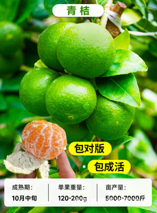 ���ڻʵ۸̘�������ͥԺ��������Ϸ������ļ��Nֲ�ͺ�ˮ�������