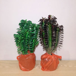 Dragon Bone Potted Plant Wanzhongshan Indoor Living Room Plant New Home Shoujia Four-Season Evergreen Purification Airy Ting