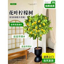 花叶柠檬树苗带果盆栽绿植大型室内客厅植物阳台四季好养花卉果树