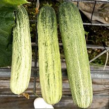 燕白黄瓜种子摘不败节节瓜种子易种易活超高产蔬菜青瓜种子四季播