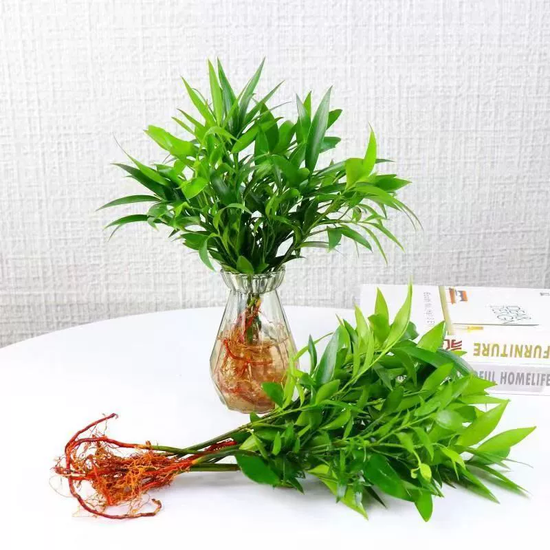 Средство от комаров, бамбук и кипарис, водная культура, почвенный культиватор, гидропонные растения, комнатные растения для гостиной, спальни, настольные зеленые растения, горшечные цветы, вечнозеленые растения круглый год