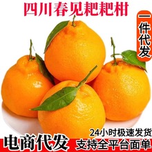 四川春见耙耙柑一件代发耙耙柑春见柑橘水果粑粑柑橘桔子非丑橘