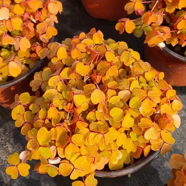 Саженцы седума «Восемь сокровищ» для инженерных работ, саженцы седума «Восемь сокровищ» различных размеров, полные сорта и характеристики для заводского озеленения.