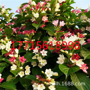 Colorful Weeping Willow Saplings Potted Ground Planting Fragrant Courtyard Cold and Drought-Resistant Plants Clusters Red Prince Weeping Willow Saplings