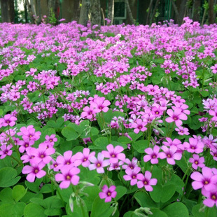 Wholesale Clover Green Leaves Red Flower Wood Sorrel Balcony Garden Courtyard Shade-Loving Plant Red Flower Perennial Seedlings under the Tree