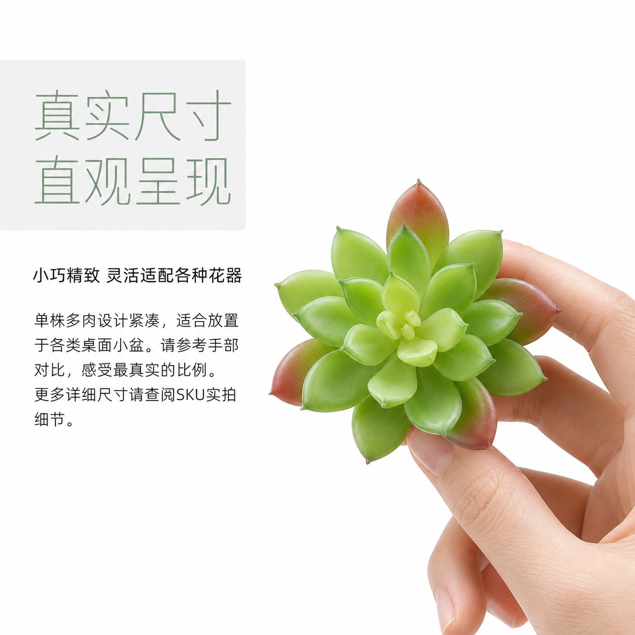 6101多肉详情页 (10).jpg