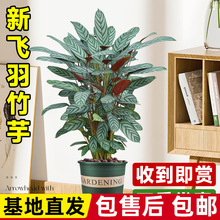 �������ԾW�tֲ���҃�����ļ������^�~�GֲȤζ���B�׻�