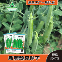 ����㶹�N�����㶹�N�����㶹��Ӳ�����v�ඹ�����ļ����ǷN��