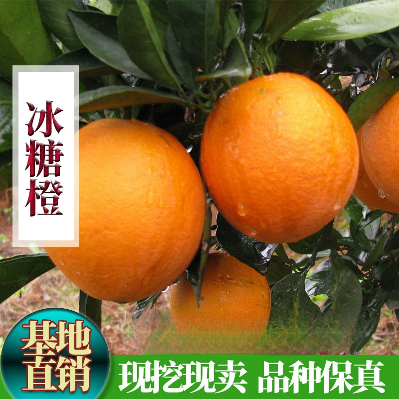 Саженцы апельсинов Yongxing Rock Sugar, саженцы апельсинов с прививкой мандарина Rock Sugar, саженцы Chucheng, горшечные и почвенные саженцы сладкого апельсина в том же году.