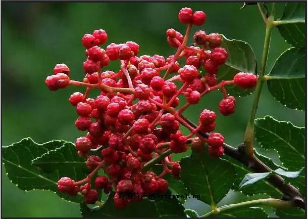 Sichuan Red Peppercorn Hua Jiao 500g Dried Zanthoxylum Spice for Cooking and Herbal Tea quality and texture