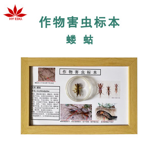 Crop Pest Specimen, Germanium Specimen, Real Insect Display, Complete Details, Red Leaf Teaching Instrument