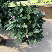 2512���ع��� �軨����軨 ���ԾGֲ���� �������� 280#��軨