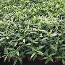 �R�����pɫ�� �ر�ֲ�� �����^�p���� �ɶ��@�־G��������ľ