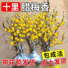腊梅花树苗盆栽丛生地载庭院原生素心腊梅风景树耐寒红梅矮化老桩