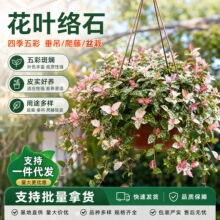 四季五彩盆栽黄金络石爬藤绿植阳台庭院垂吊植物花叶络石大苗长藤