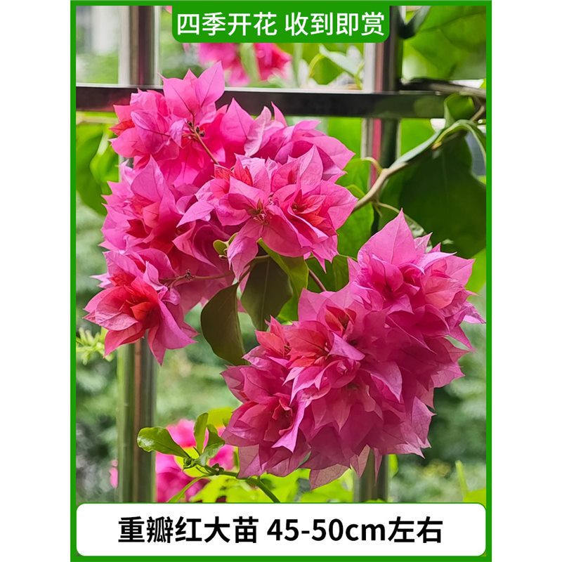 [꽃과 함께 배송] 45~50cm 정도의 큰 이중 붉은 모종 [사계절 내내 꽃이 피어납니다.