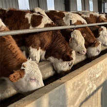 架子肉牛价格-鲁西黄牛哪里买-种牛饲养基地 三元改良肉牛价格