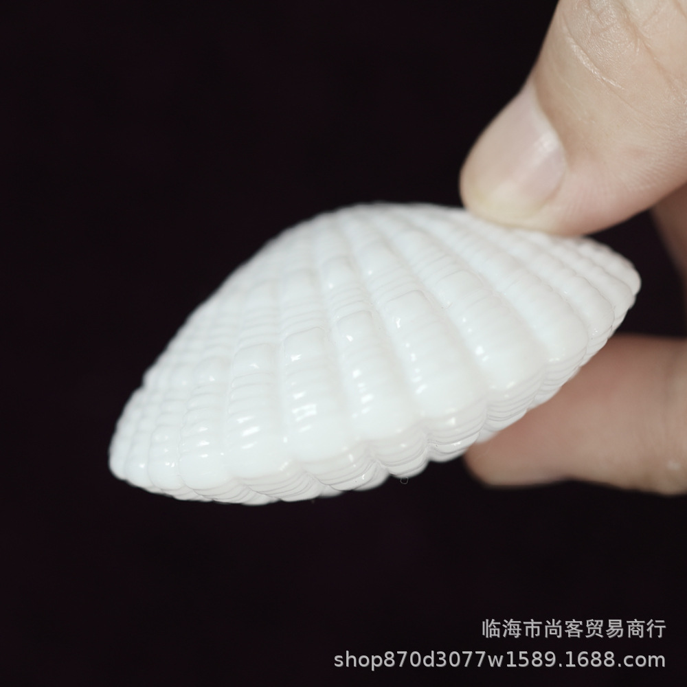 白色贝壳6.jpg