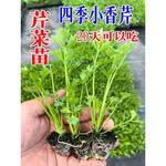 四季小香芹苗芹菜苗实芹皇后西芹山芹幼苗秧苗西芹苗盆栽带土山东