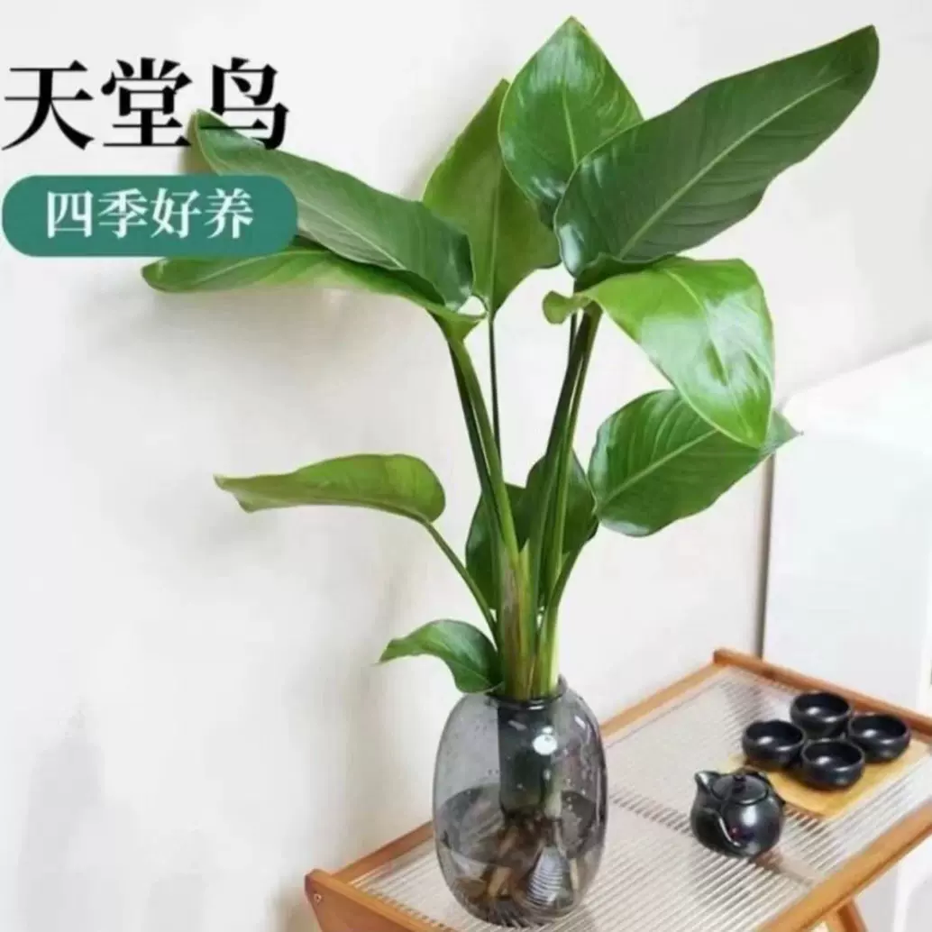 水培植物花卉天堂鸟室内客厅桌面好养活绿植盆栽鹤望兰吸甲醛秋冬