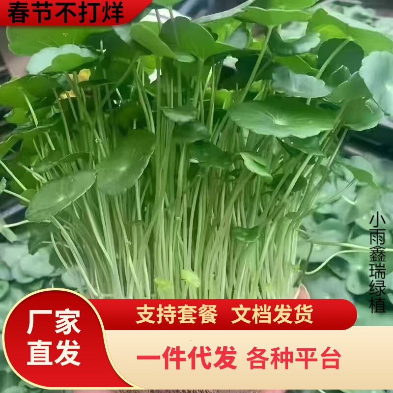 Dropshipping of Pennywort Hydroponic Potted Plants for Indoor and Outdoor Use, Attracting Wealth, Money Grass, Green Plants That Absorb Formaldehyde, Large Green Plants Dropshipping of Pennywort Hydroponic Potted Plants for Indoor and Outdoor Use, Attracting Wealth, Money Grass, Green Plants That Absorb Formaldehyde, Large Green Plants