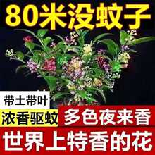 九里香驱蚊四季阳台树苗好开花室内外养易活夜来香庭院花盆栽植物