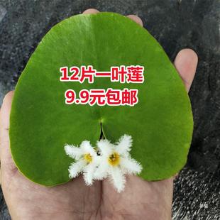һ�~ɏ��Ƽˮˮ��ֲ�ﻨ���B���r�~���~�X�ļ����Է�˯ɏ��ɏ